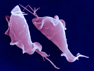 Trichomonas