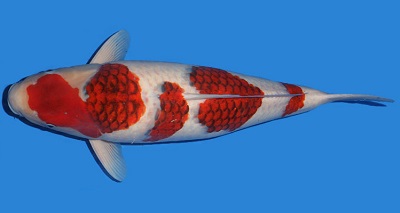 goshiki