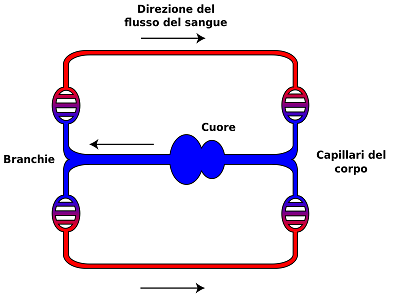 Circolazione_Pesci