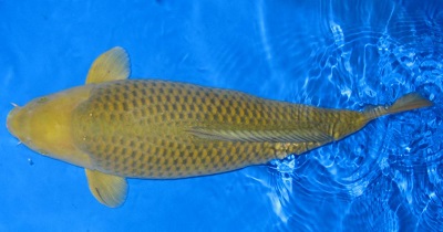Kawarigoi