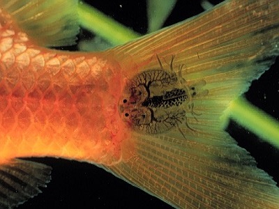 argulus foliaceus