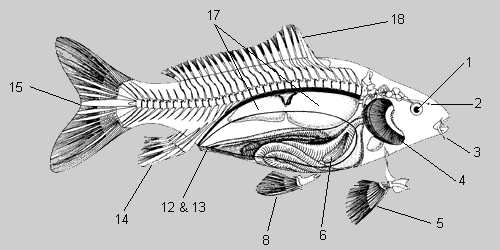 caratteristiche strutturali