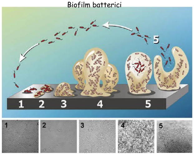 biofilm
