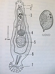 dactylogyrus