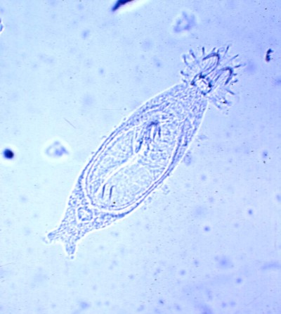 Gyrodactylus Gyrodactylus