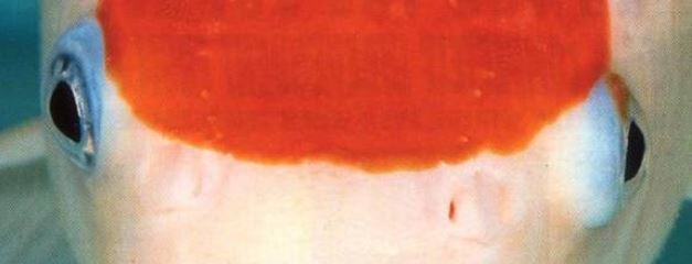 organi di senso: occhi