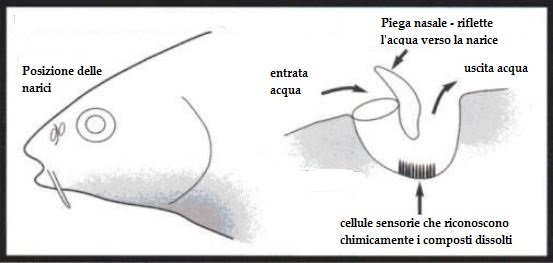 organi di senso: olfatto