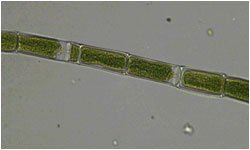 Oedogonium capillare alghe filamentose