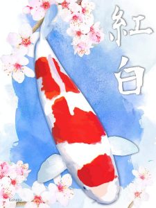 Disegno Kohaku