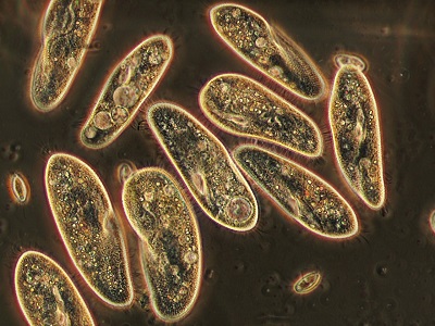 protozoi