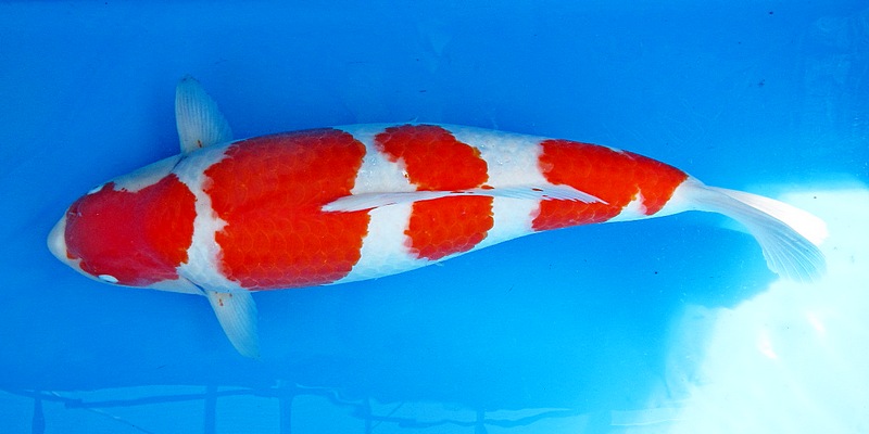 KOHAKU