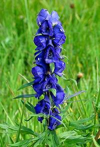 Aconito (Aconitum napellus)