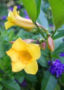 allamanda