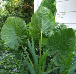 alocasia