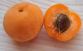 Albicocco (Prunus armeniaca)