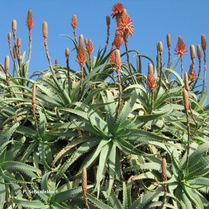 aloe