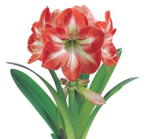 Amaryllis