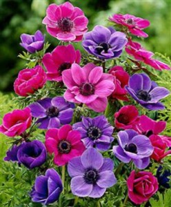 Anemone