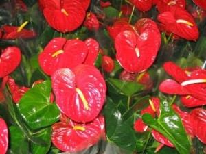 Anthurium