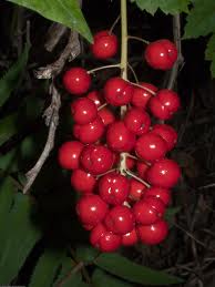 baneberry