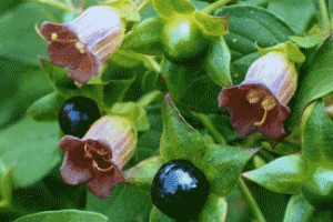 atropa belladonna