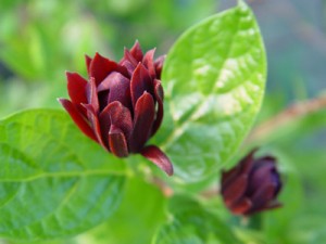 carolina allspice