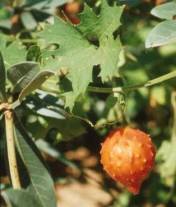 balsamina