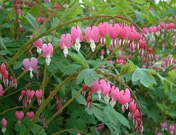 dicentra