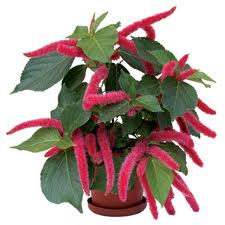Acalifa (Acalypha hispida)