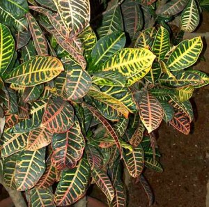 croton