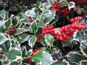 Agrifoglio (Ilex aquifolium)