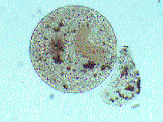 Ichthyioftirius