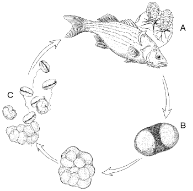 oodinium oodinium
