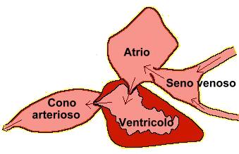 Cuore del pesce