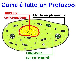 protozoi