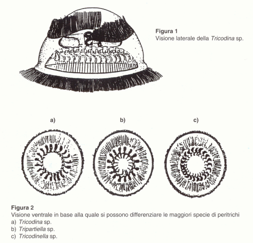 trichodina
