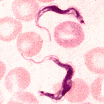 trypanosoma